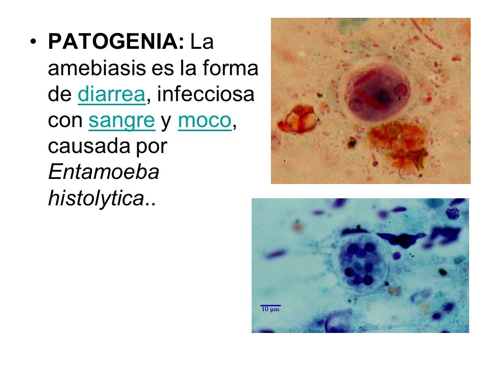 modo de transmision de la amebiasis